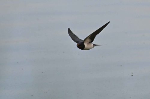 Hirondelle rustique