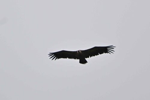Vautour fauve