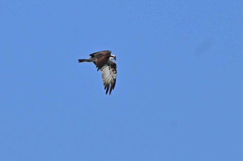 Balbuzard pêcheur