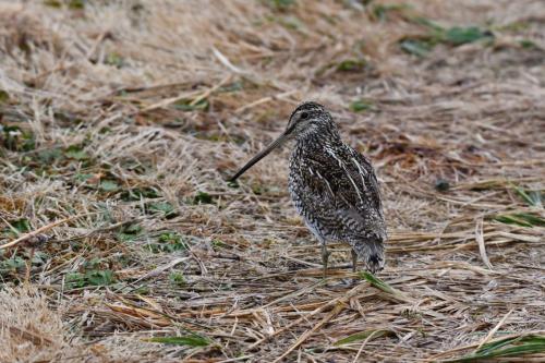 Bécassine de Magellan