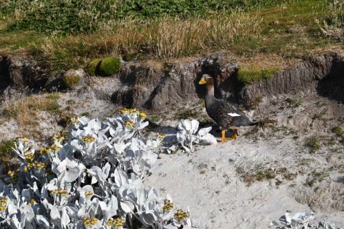 Brassemer des Malouines