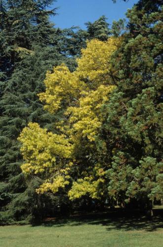 Château de Chaumont sur Loire