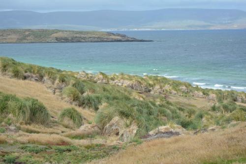 Tussock                           Tussac Grass (Poa flabellata)