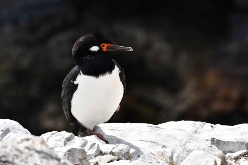 Cormoran de Magellan