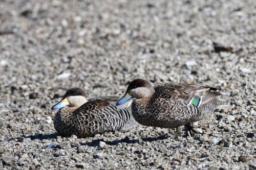 Sarcelles bariolées