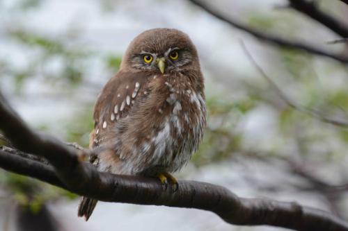 Une Chevêchette australe