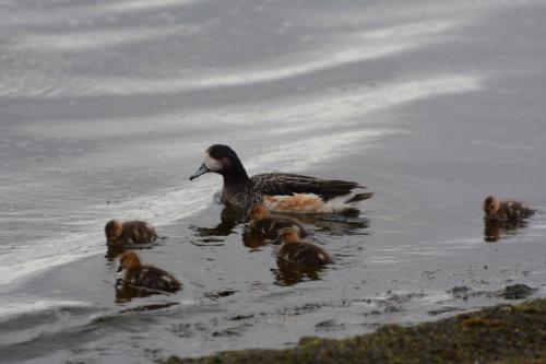 Canards de Chiloë 