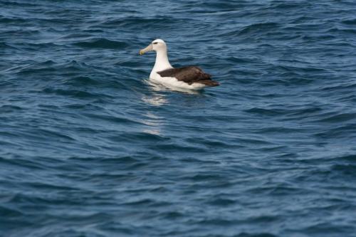 Albatros à cape blanche 