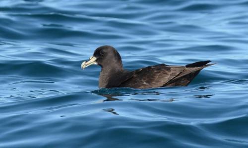 Puffin à menton blanc 