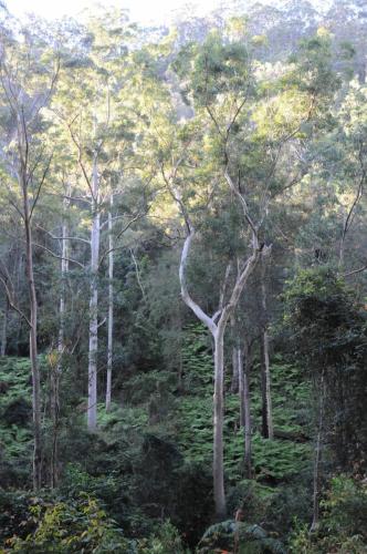 Parc national de Dharug