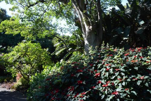 Jardin botanique royal