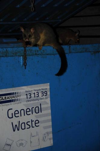 Opossum sur la poubelle