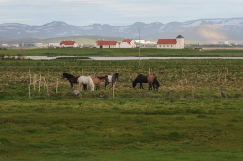 Chevaux d'islande devant la résidence du président de la république