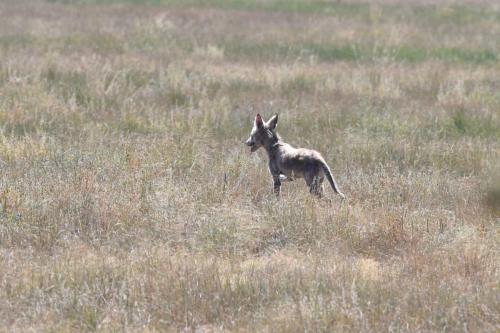 Coyote (pas en super forme)