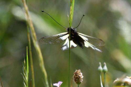 Ascalaphe souffré (Libelloides coccajus) mâle