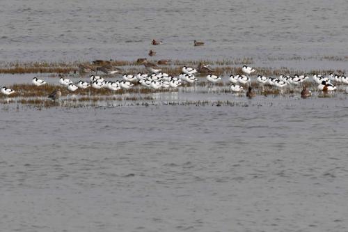 Avocettes élegantes, courlis cendrés, canards siffleurs