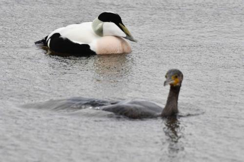 Eider à duvet et grand cormoran