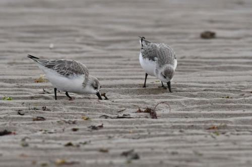 Bécasseaux sanderlings