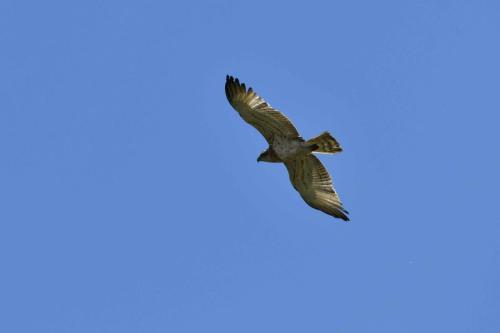 Circaète Jean-le-Blanc