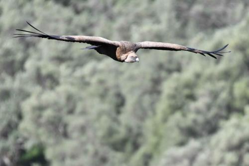 Vautour fauve à Salto del Gitano