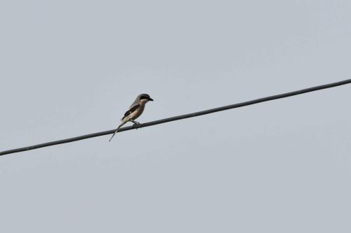 Pie-grièche méridionale