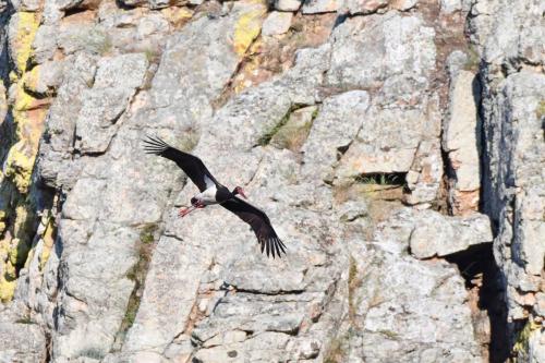 Cigogne noire à Salto del Gitano