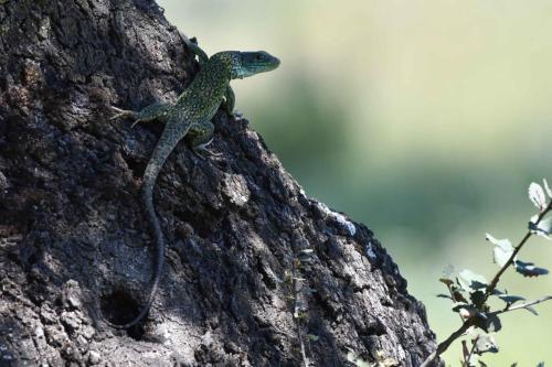 Lézard ocellé