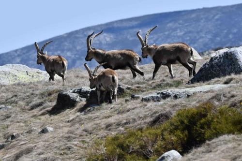 Bouquetins ibériques