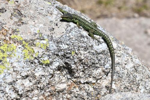 Podarcis hispaniscus ?