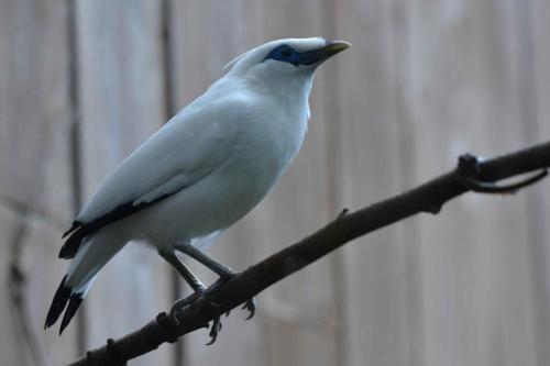 Étourneau de Rothschild