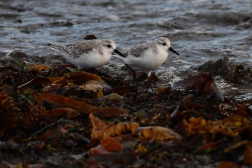 Bécasseaux sanderlings