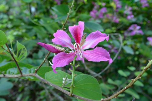 Arbre orchidée (Bauhinia monandra)