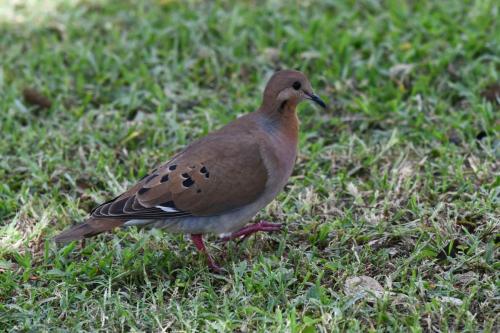 Tourterelle à queue carrée