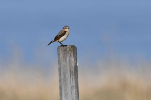 Traquet motteux, femelle
