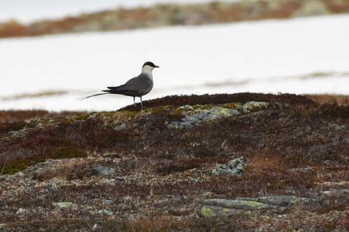 Labbe à longue queue