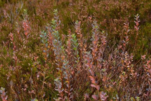 Tourbières de Prénovel