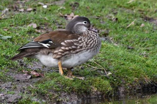 Canard mandarin (femelle)