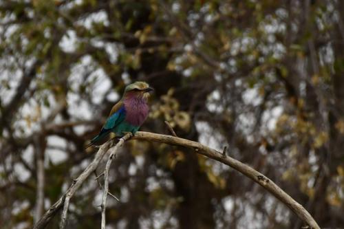 Rollier à longs brins