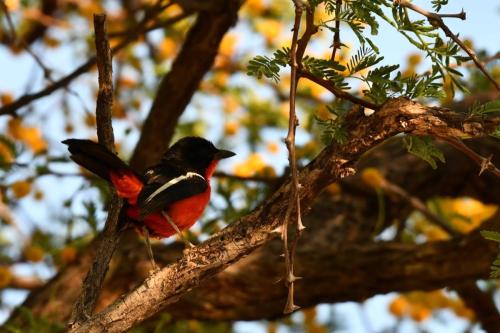 Gonolek rouge et noir