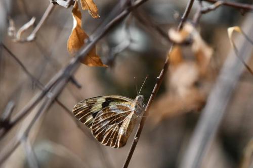 Zebra white butterfly ?