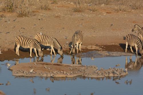 Zèbres de Burchell et Tourterelles du Cap