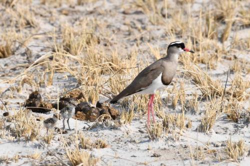 Vanneau couronné avec poussins