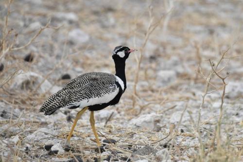 Outarde à miroir blanc