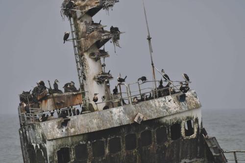 Epave du chalutier Zeila, grands cormorans