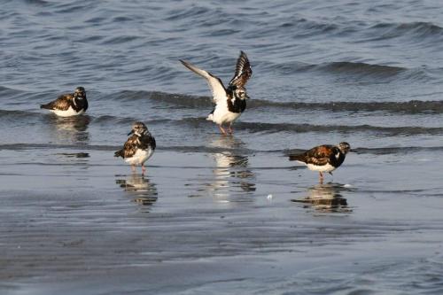 Tournepierres à collier