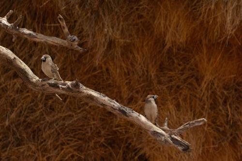 Républicains sociaux