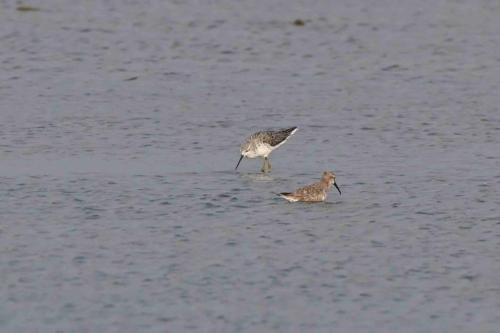 Chevalier stagnatile et Bécasseau cocorli