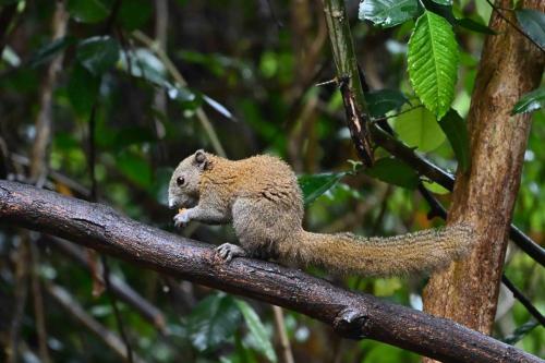 Ecureuil à ventre gris