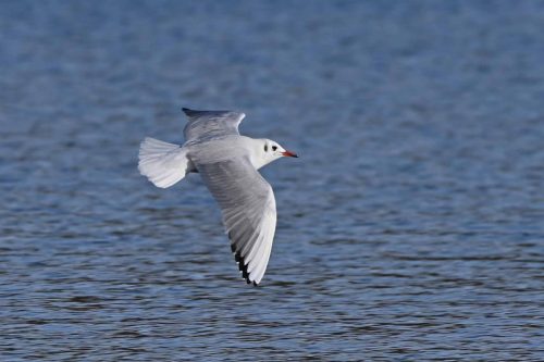 Mouette rieuse
