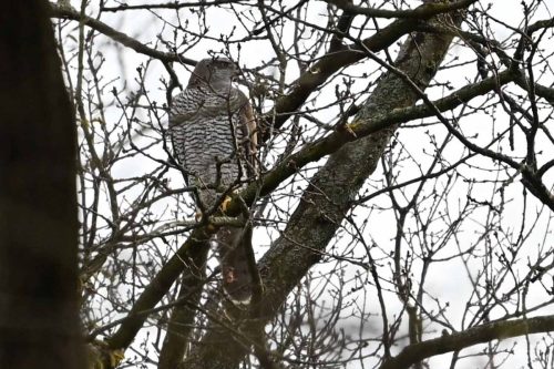 Autour des palombes (femelle)